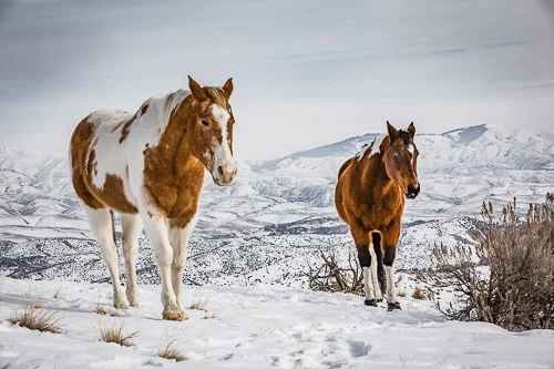 Boise Foothills Buddies in Winter