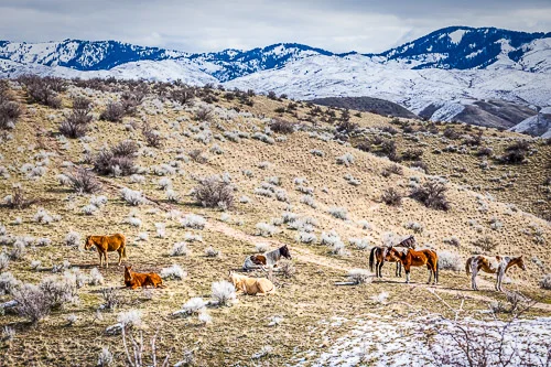 Boise Foothills Herd
