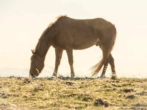 Stay Gold Pony