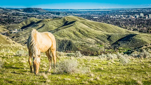 Boise Blonde in Spring