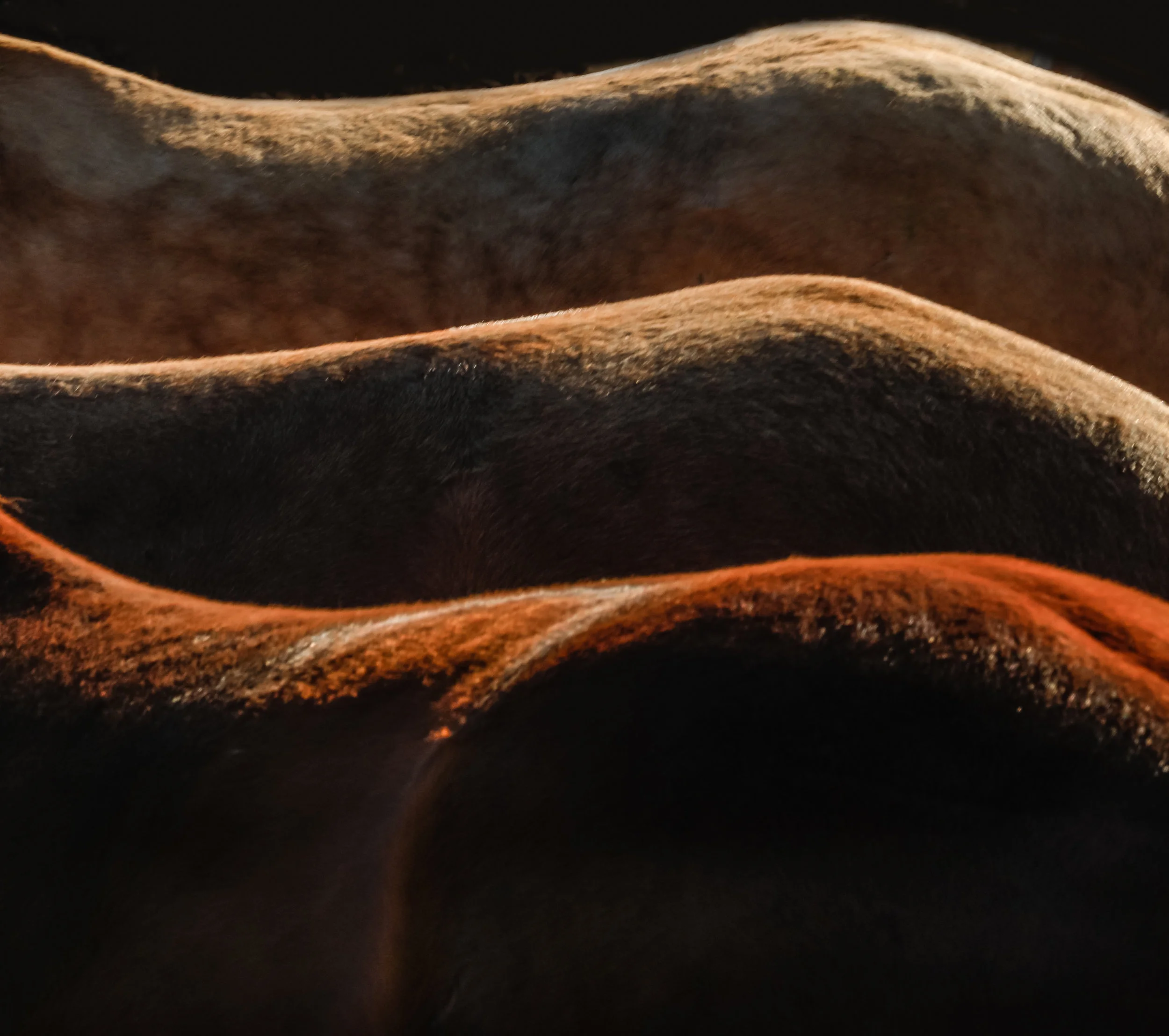 untitled-9493-Edit.jpg