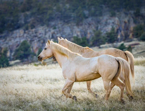 untitled-7005-Edit-Edit.jpg