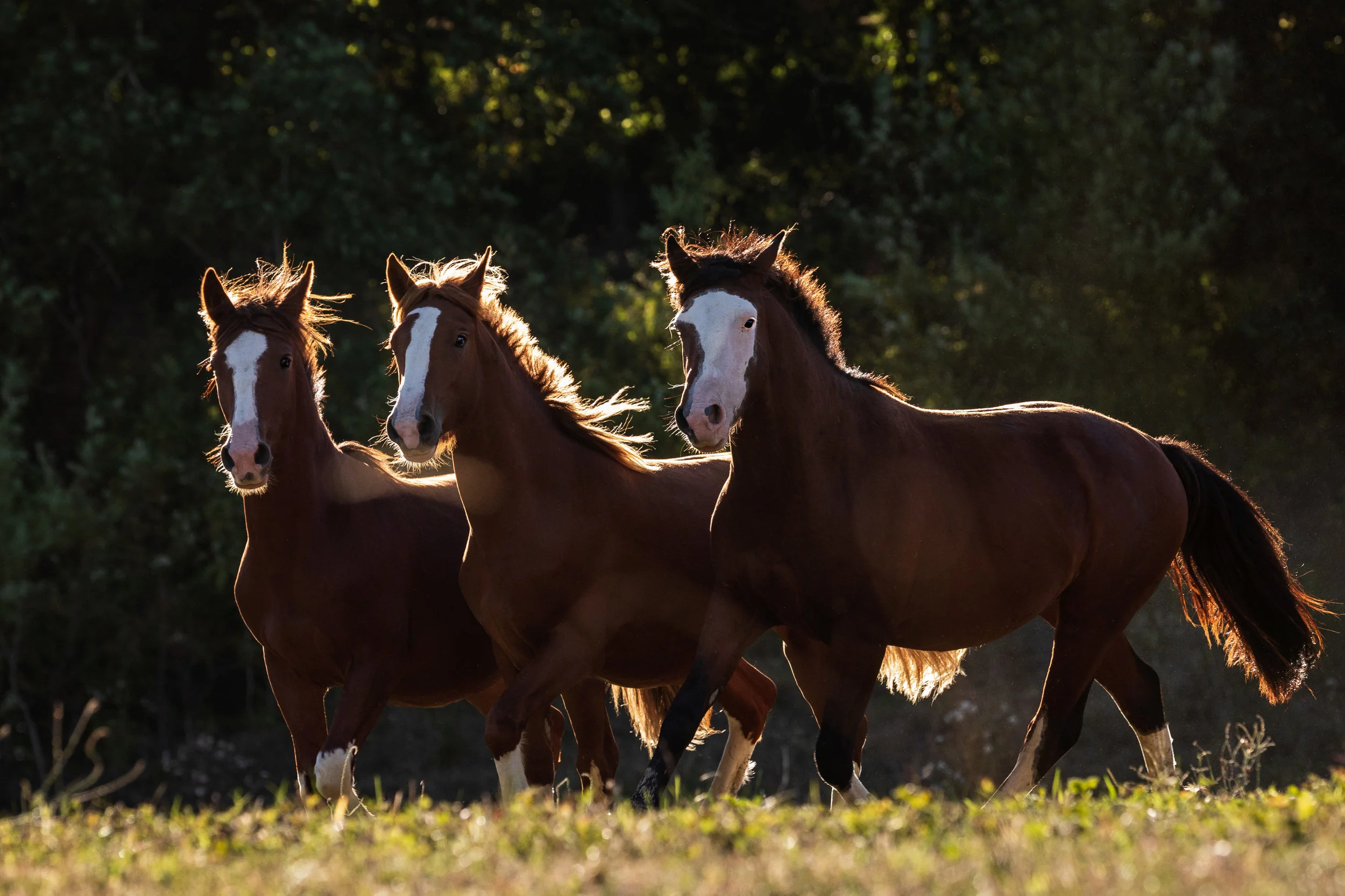 20180926-_D2A5947-Edit-Edit.jpg