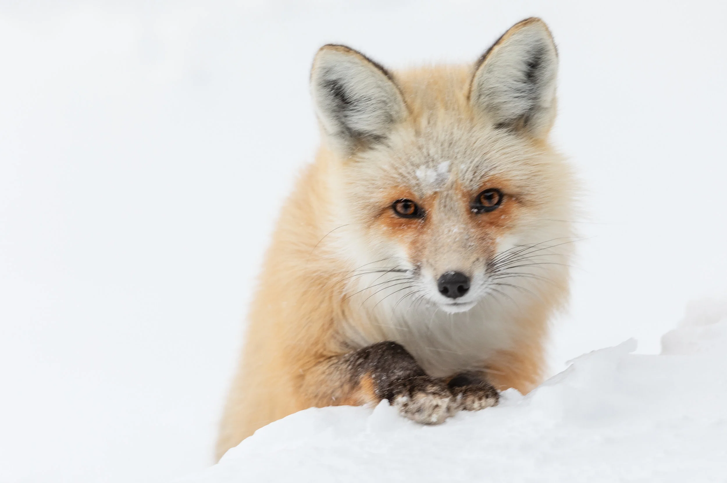 20190216-_D2A1318-Edit.jpg