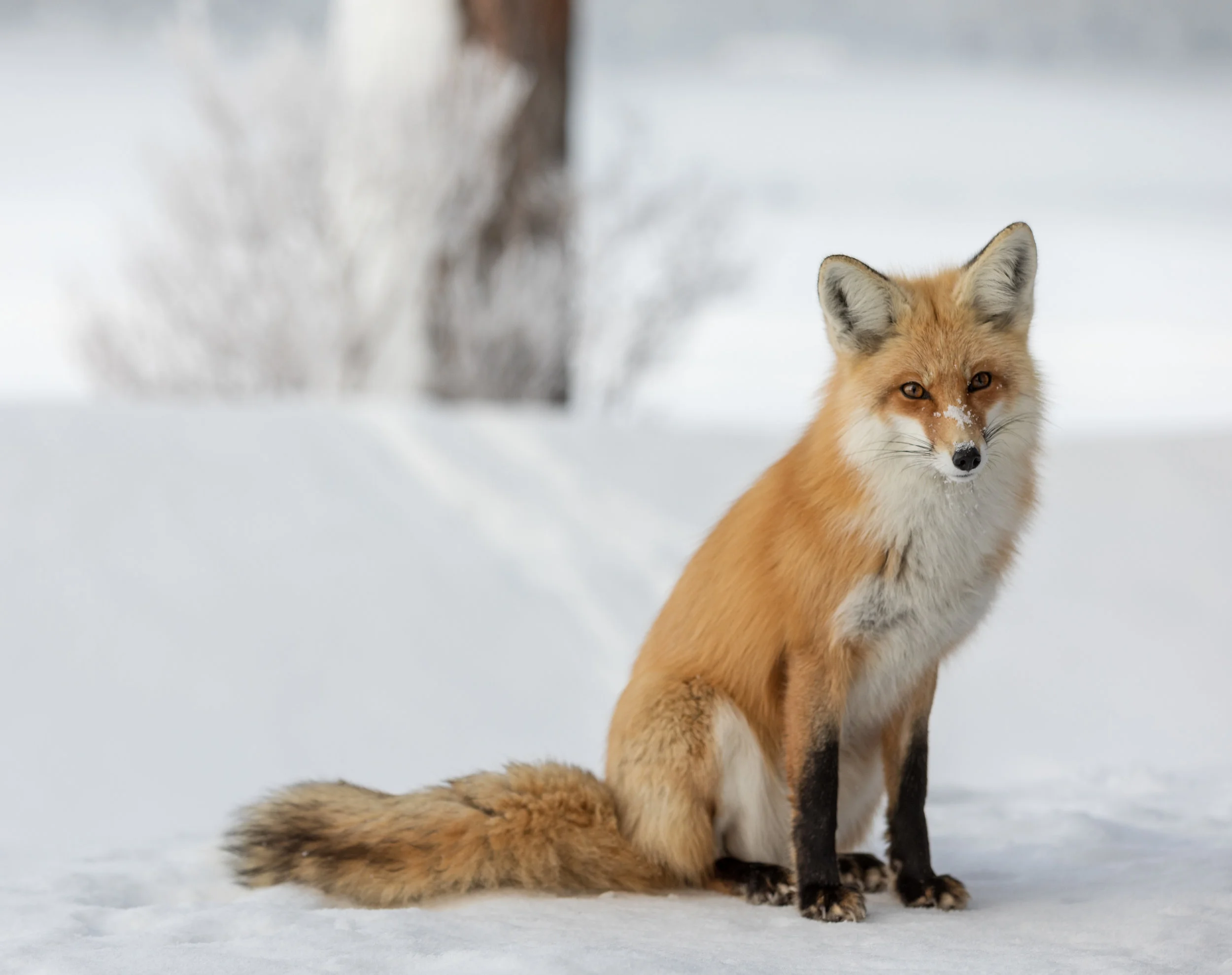 20190218-_D2A1637-Edit.jpg