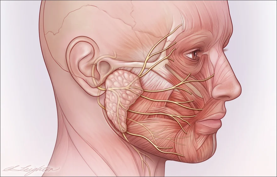 ParotidGlandFacialNerve_Rule.jpg