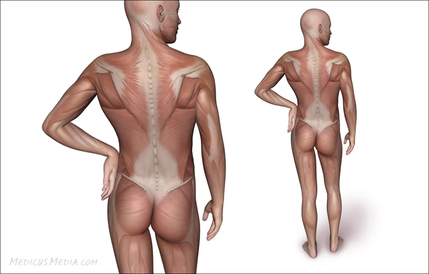 MaleMuscle01_Rule.jpg
