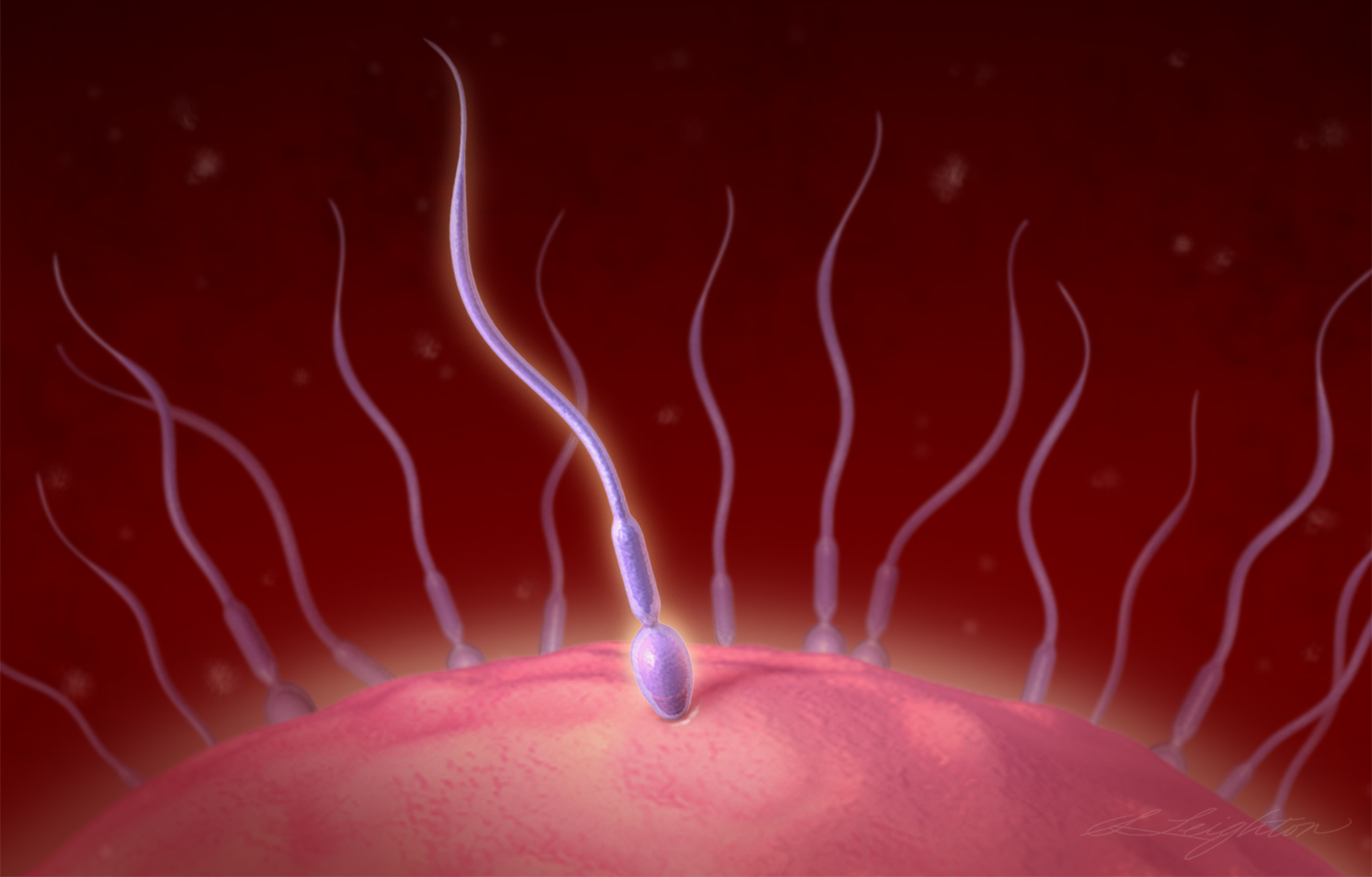 Sperm_Final.jpg