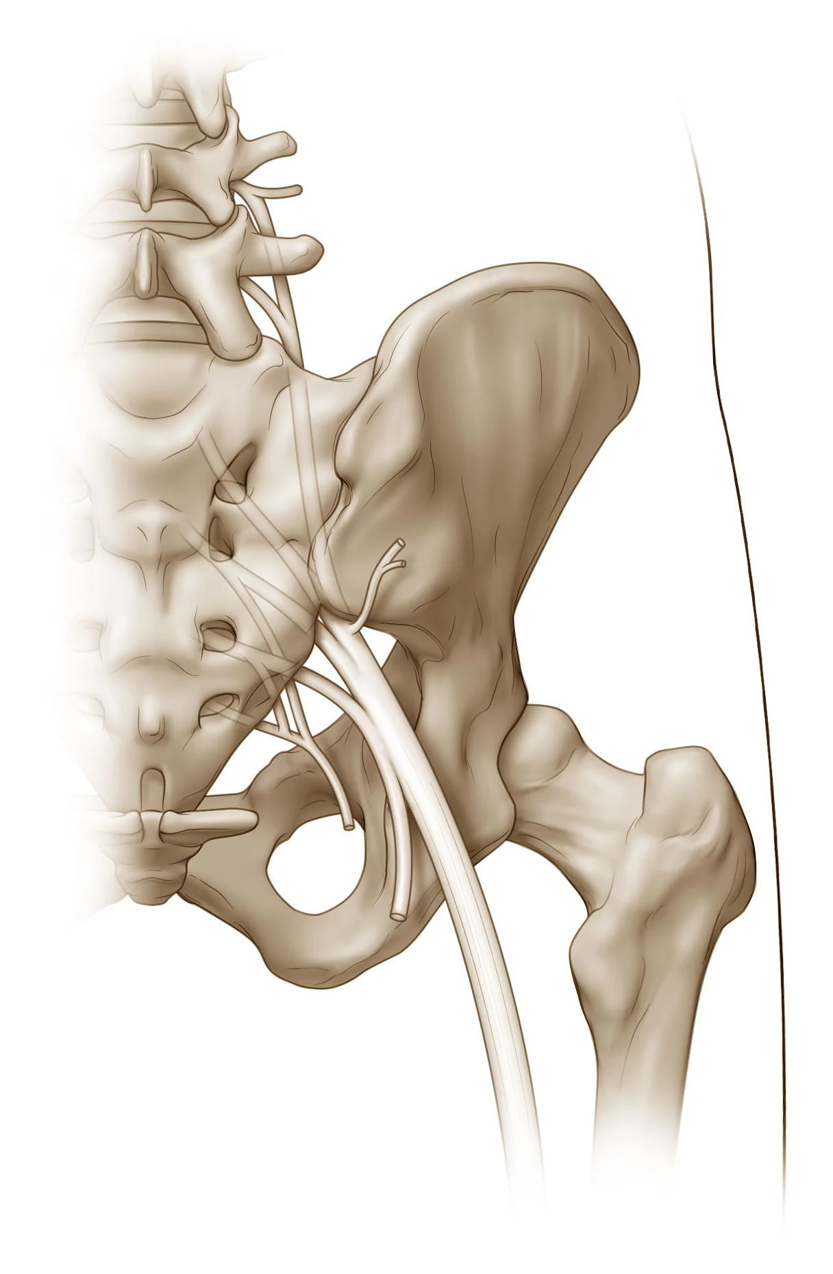 SciaticNerve_Final.jpg
