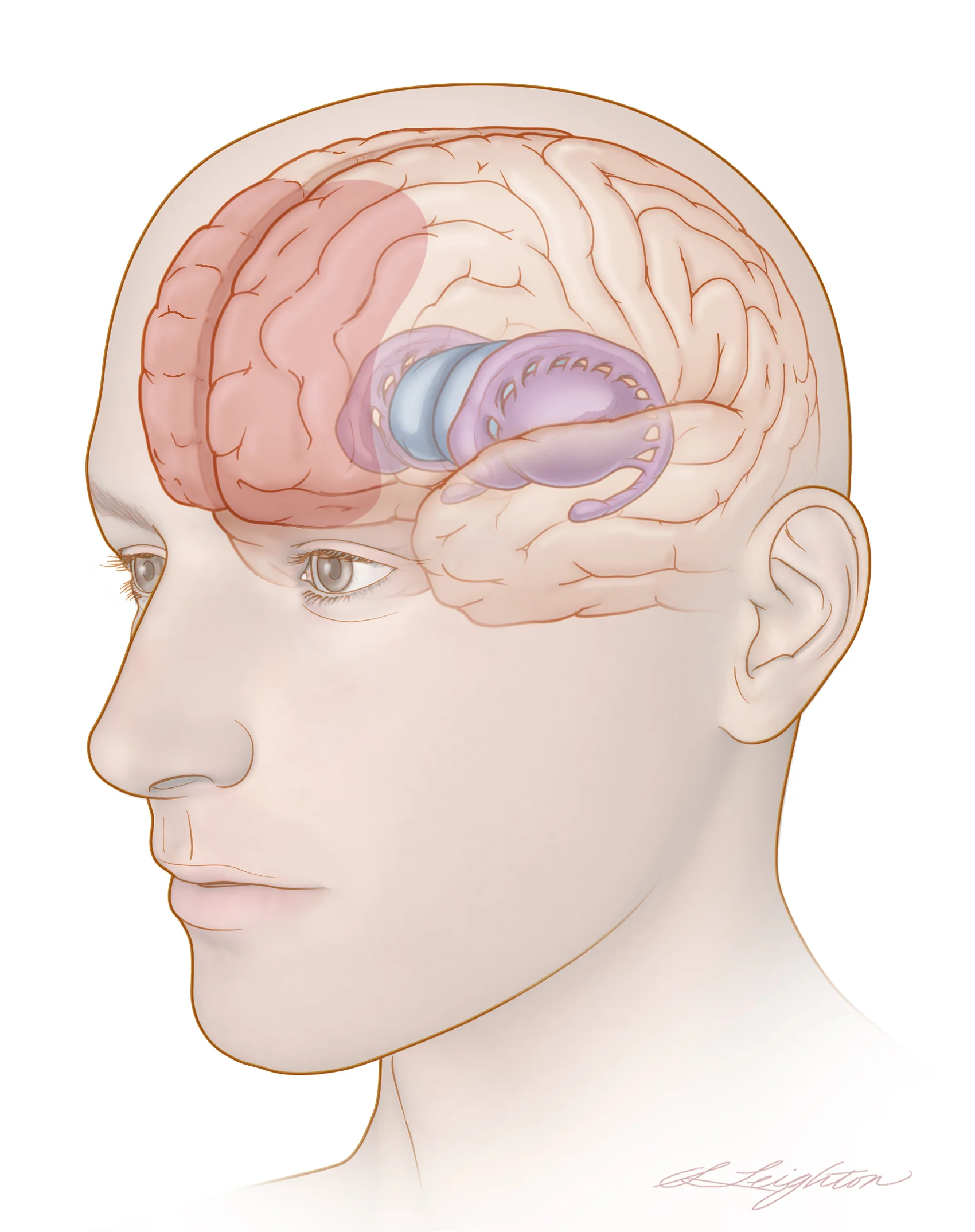 DepressionBrain_Final.jpg
