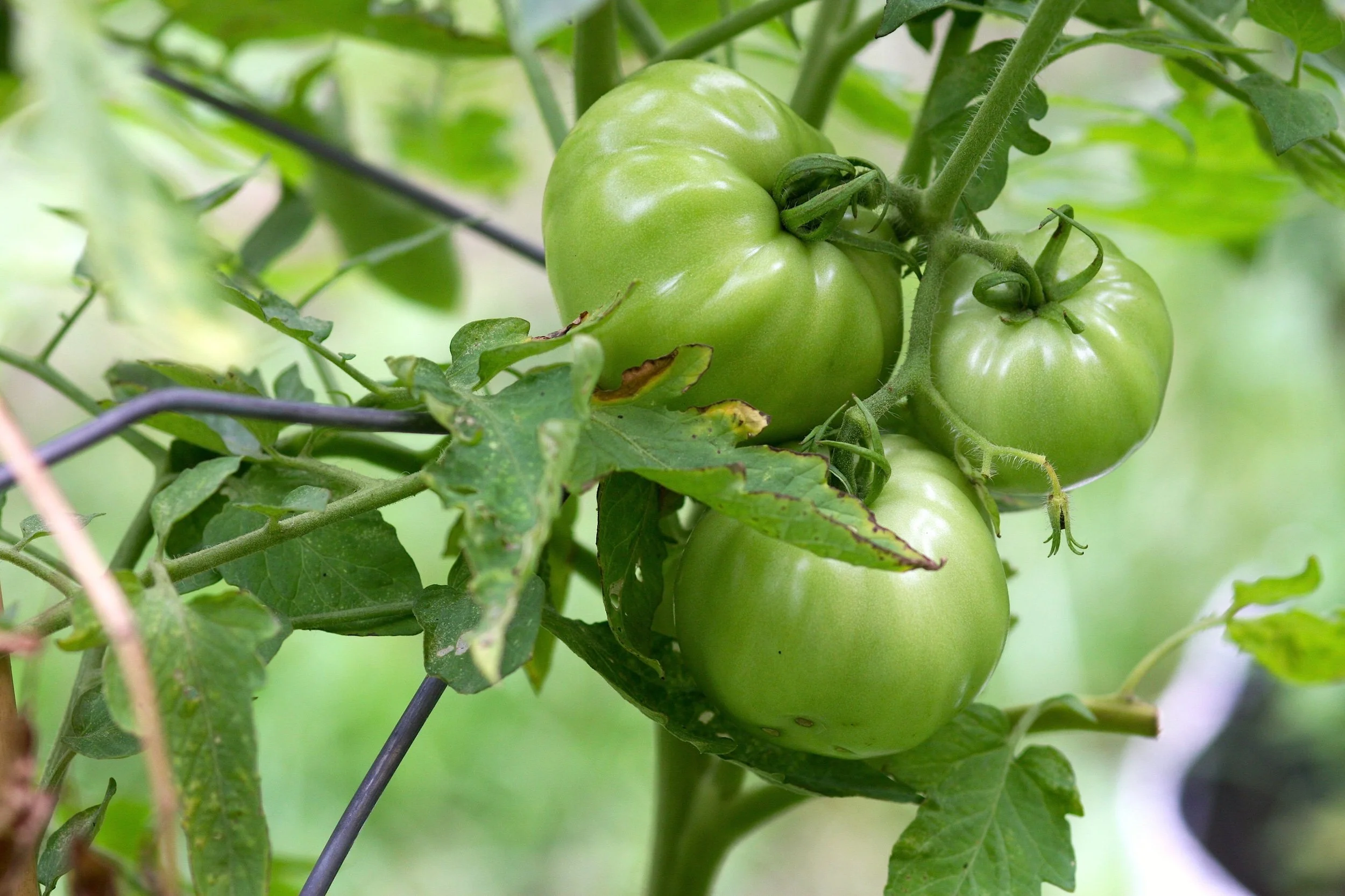 Support the Good Food NY Bill for Values-Based Public Food Purchasing