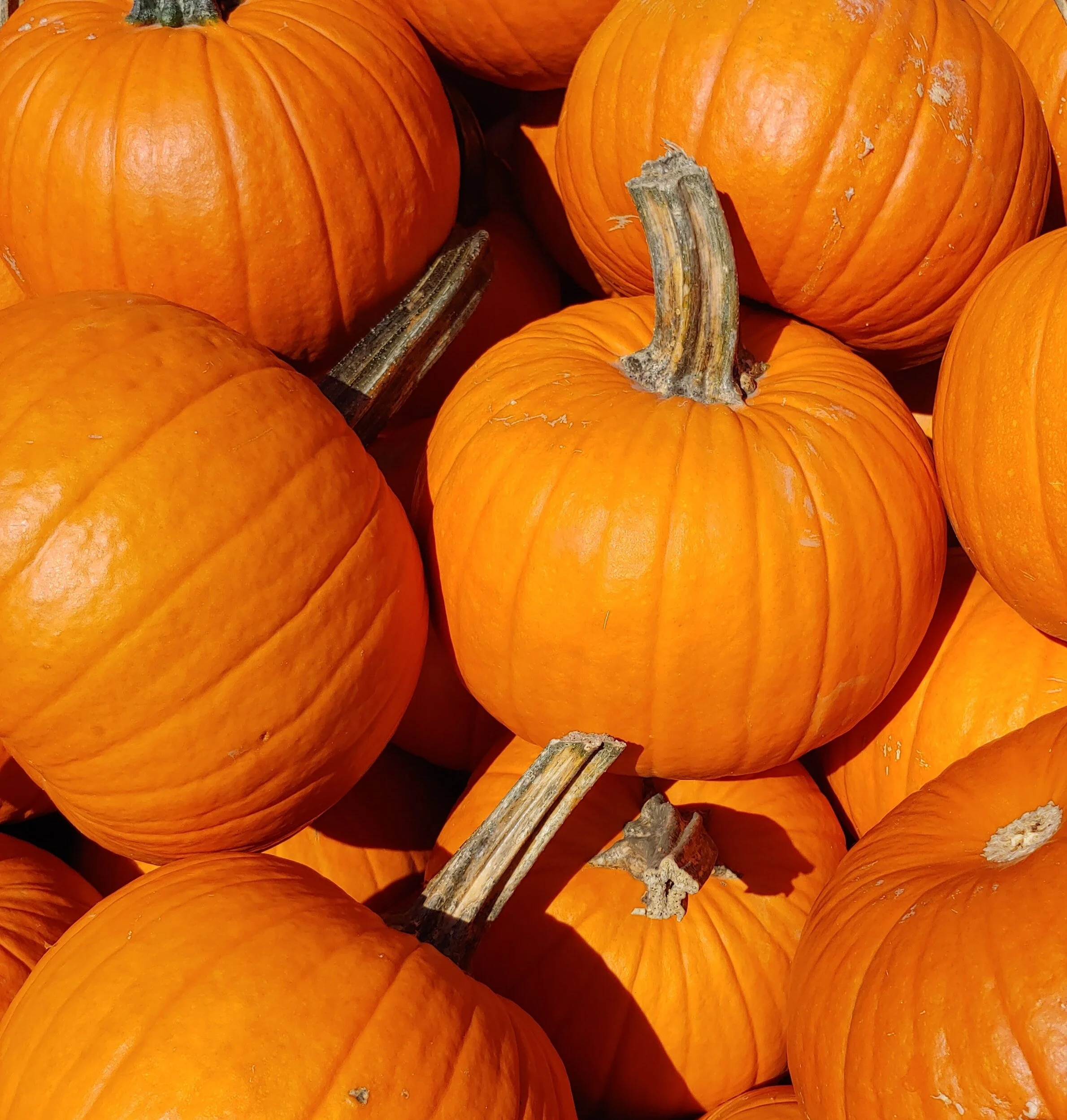 The Pumpkin: A Timeless Icon of Mexican Cuisine (Guest Blog + Recipe!)