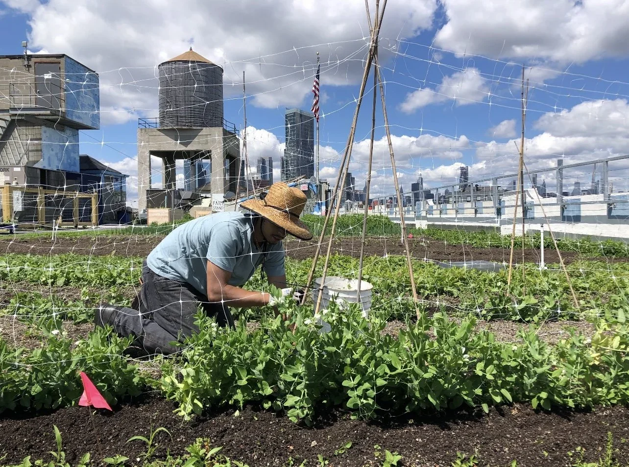 Volunteer Day at Sky Farm LIC