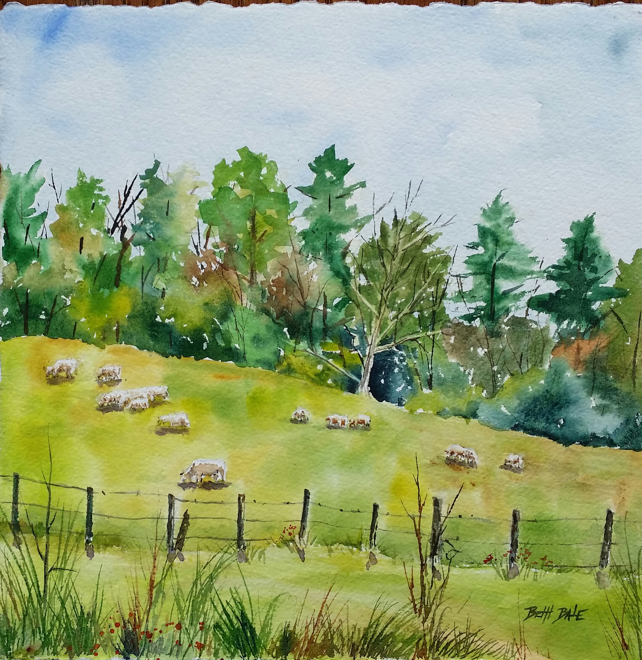 Sheep at Pasture