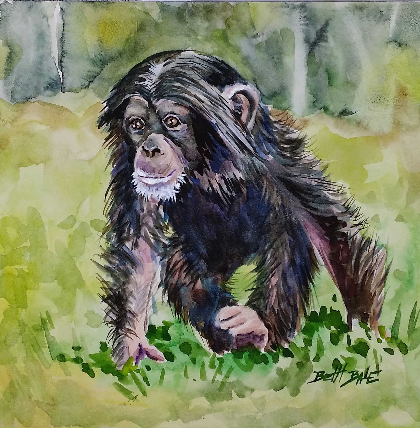 Chimp