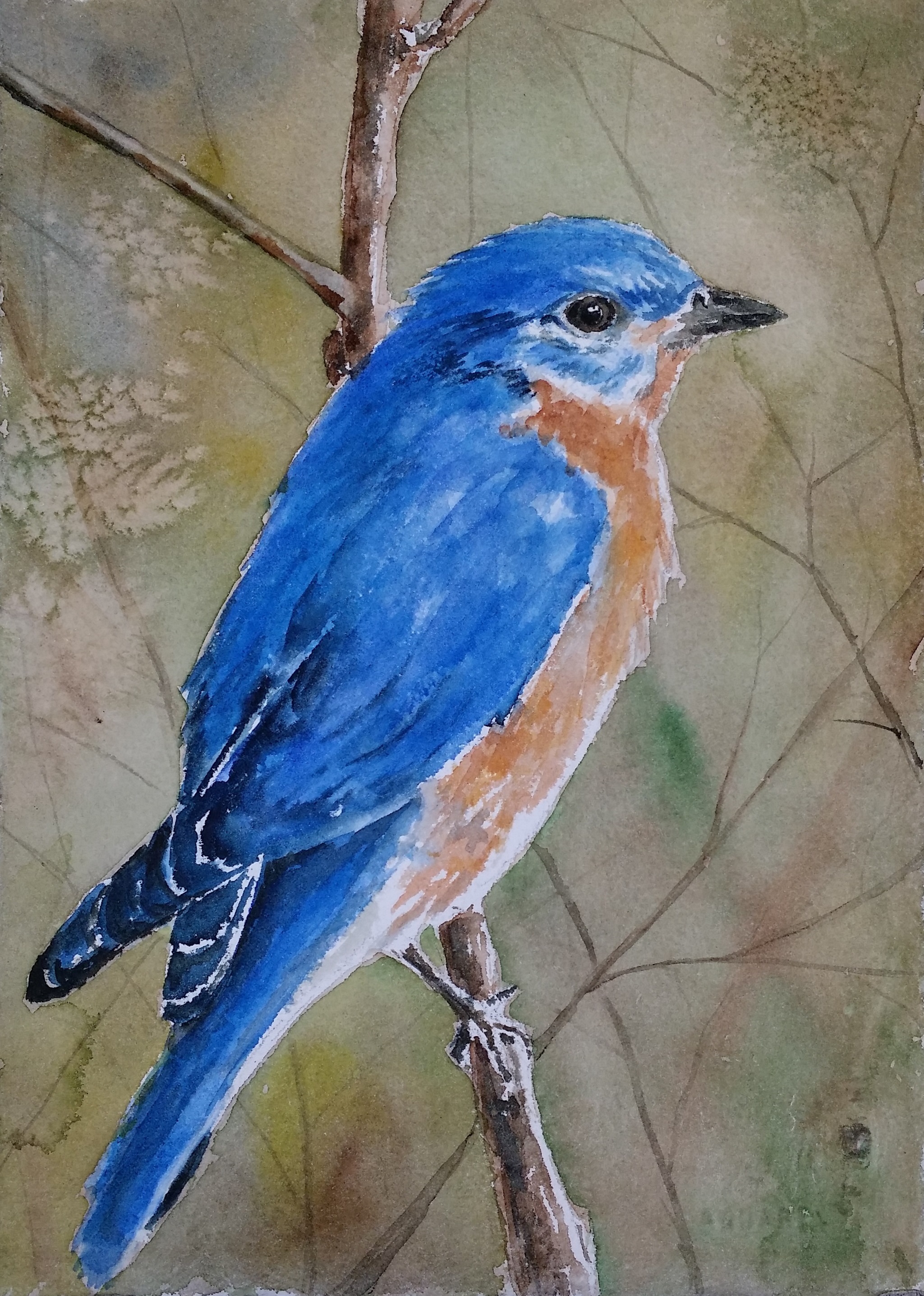 Bluebird II