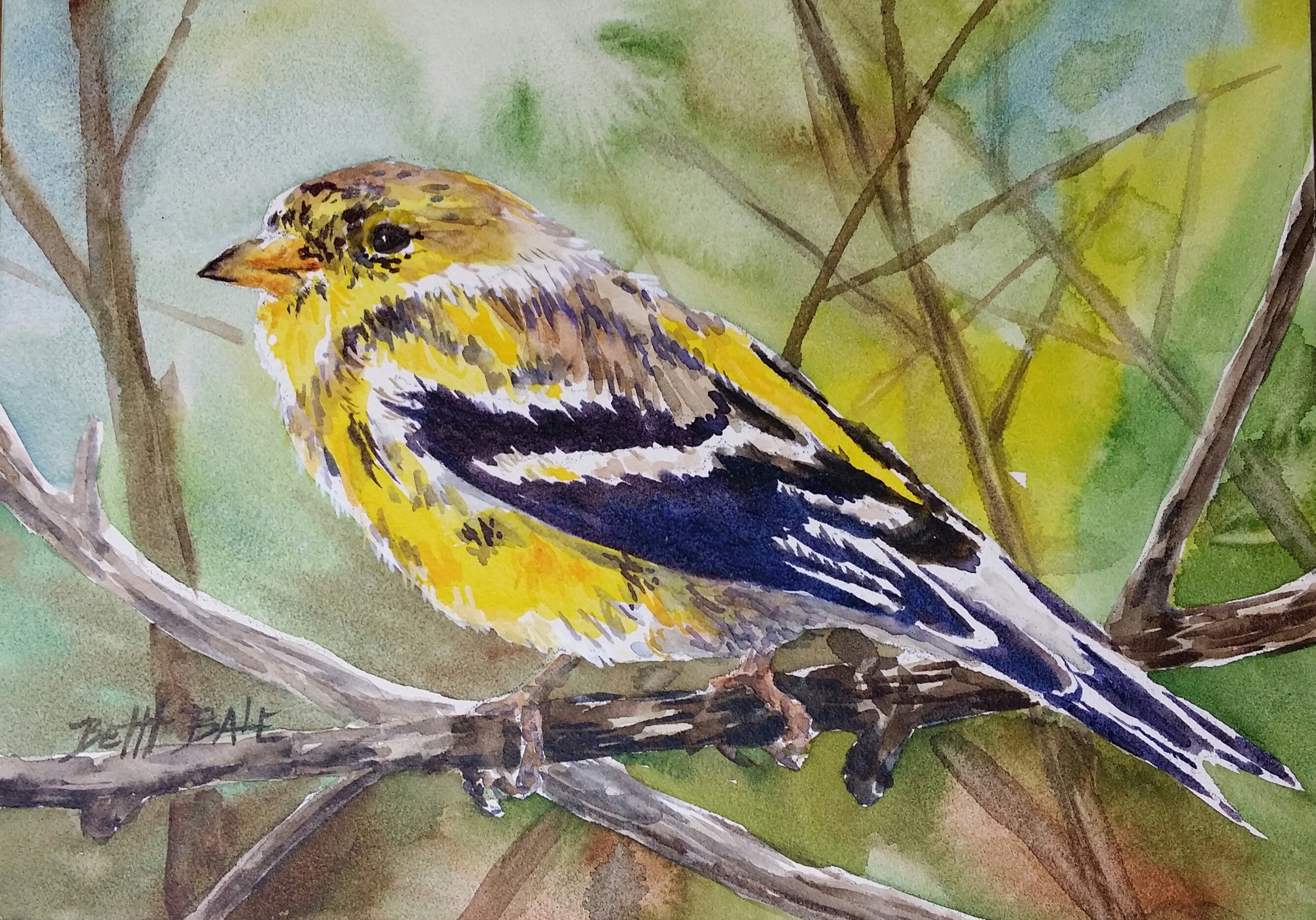 Yellow Finch