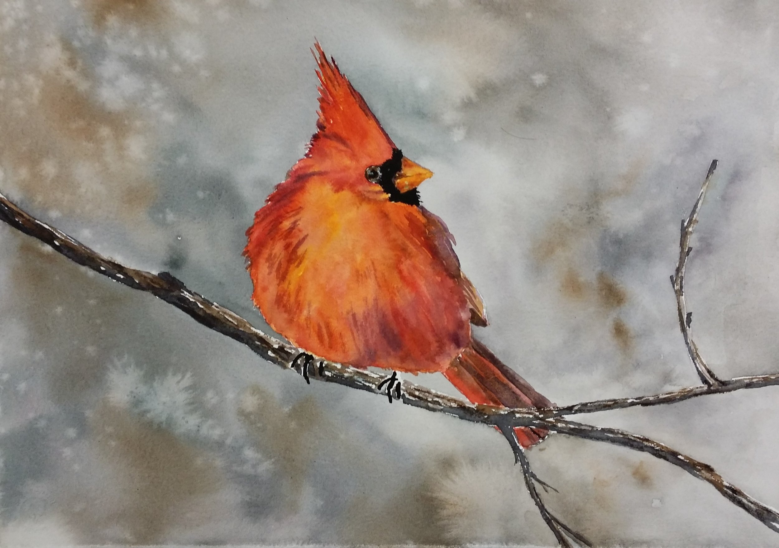 Cardinal on Limb