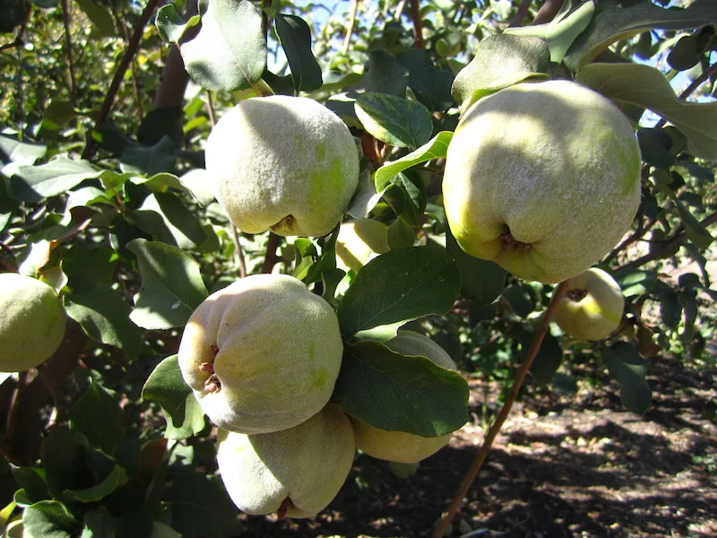 Quince on tree-sm.jpeg