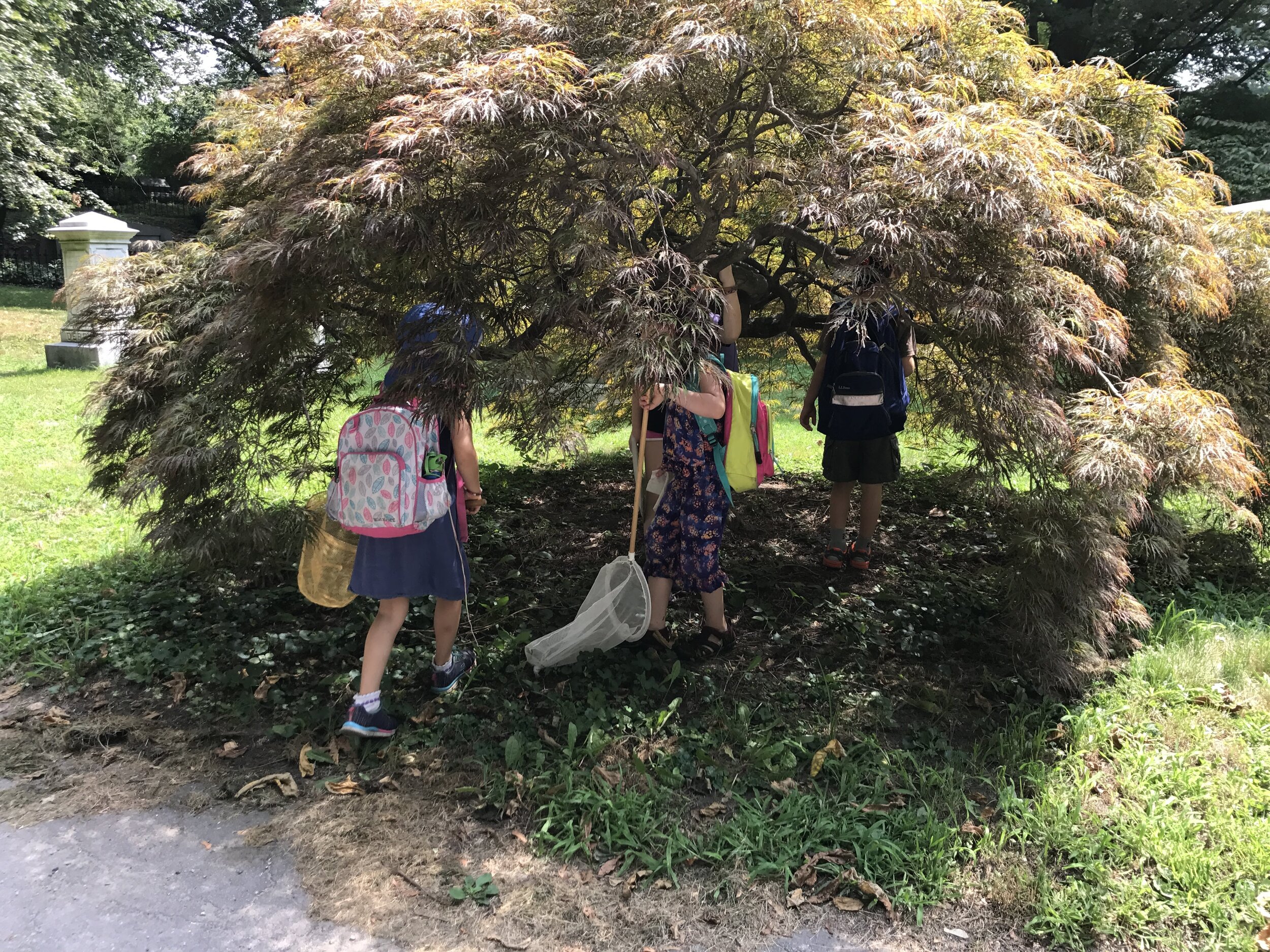 Mount Auburn Cemetery