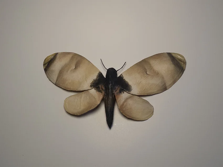Moth No. 3 / Courbet