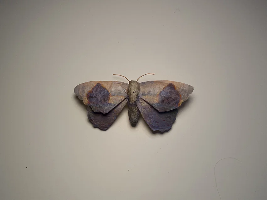 Moth No. 6 / Monet