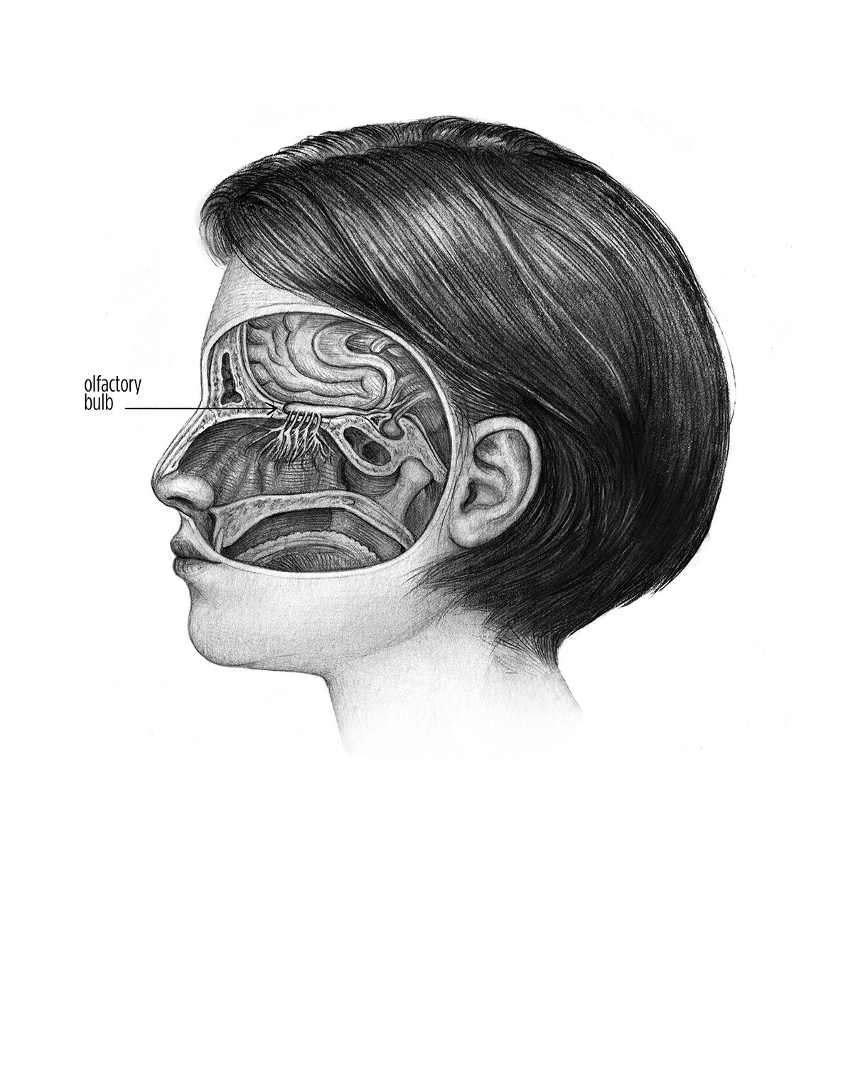 Sinus (In-text illustration)