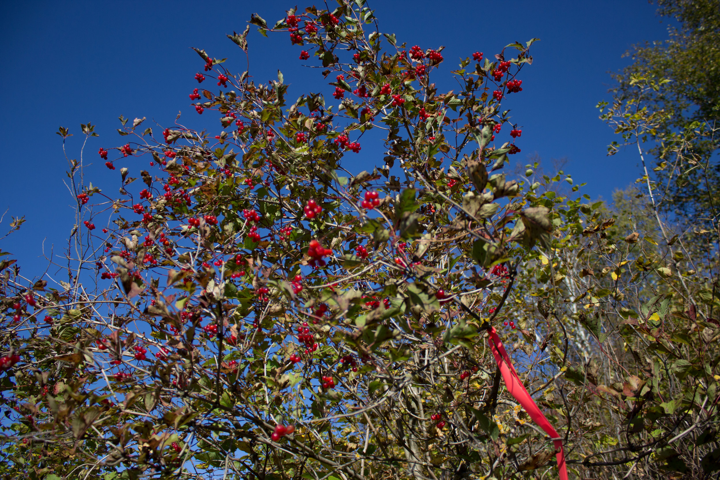 High Bush Cranberry