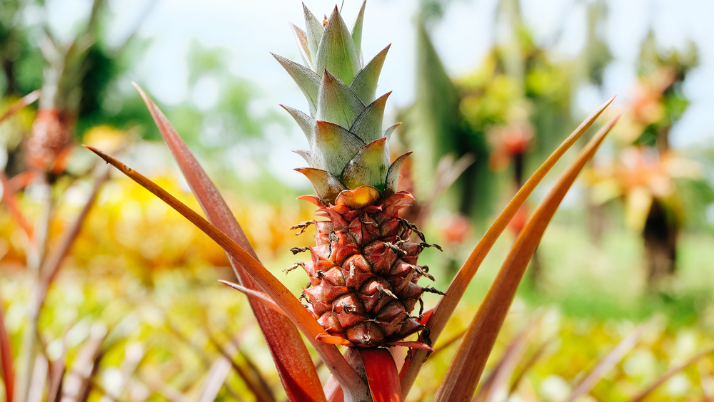 Un bébé ananas qui pousse dans un champs en Thaïlande