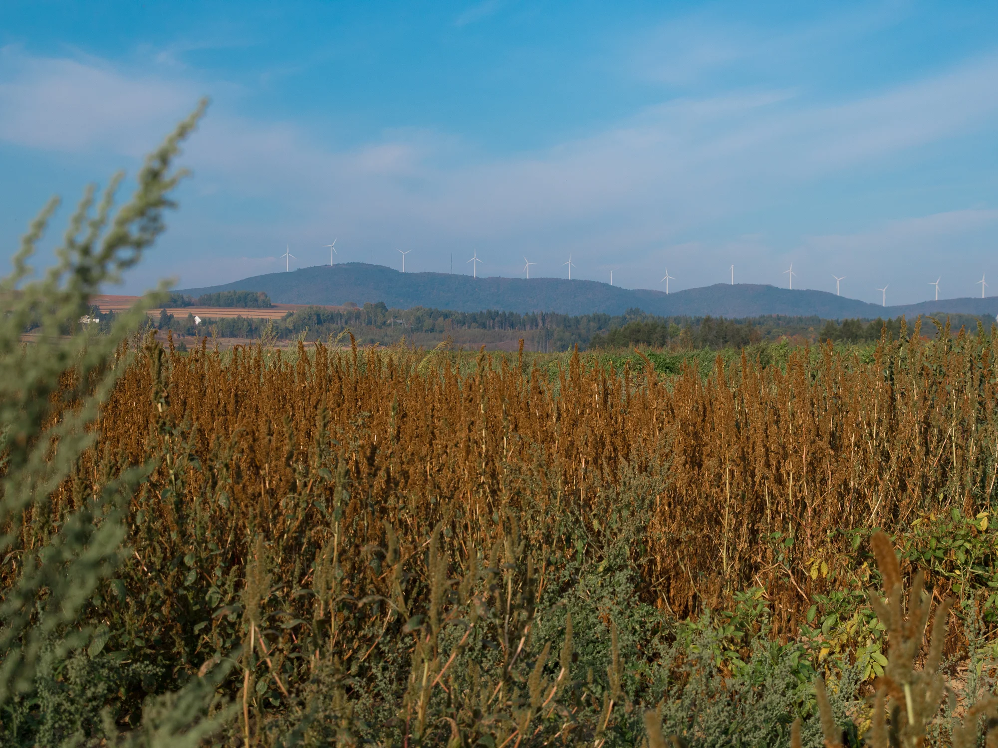 Les champs de pommes de terre que nous avons visités à Wicklow, une petite municipalité du Nouveau-Brunswick à deux pas de Florenceville-Bristol, sont situés non pas loin du parc d'éoliennes de la Colline de Mars, située aux États-Unis. En effet, la ville est à proximité de la frontière américaine. Photographie : Hubert Cormier