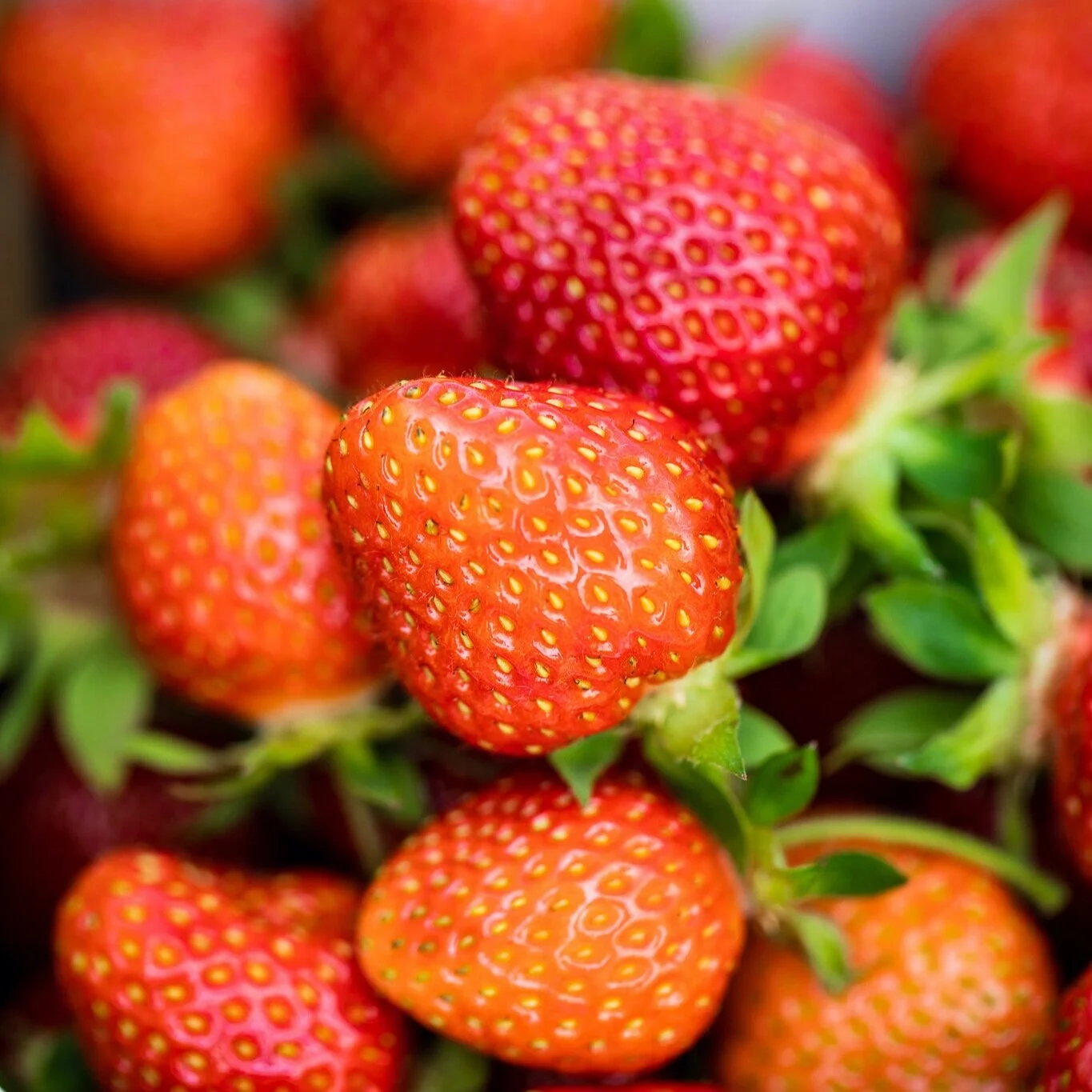 Tout Ce Qu Il Faut Savoir Sur La Fraise Hubert Cormier Nutritionniste Tout Ce Qu Il Faut Savoir Sur La Fraise Hubert Cormier Nutritionniste