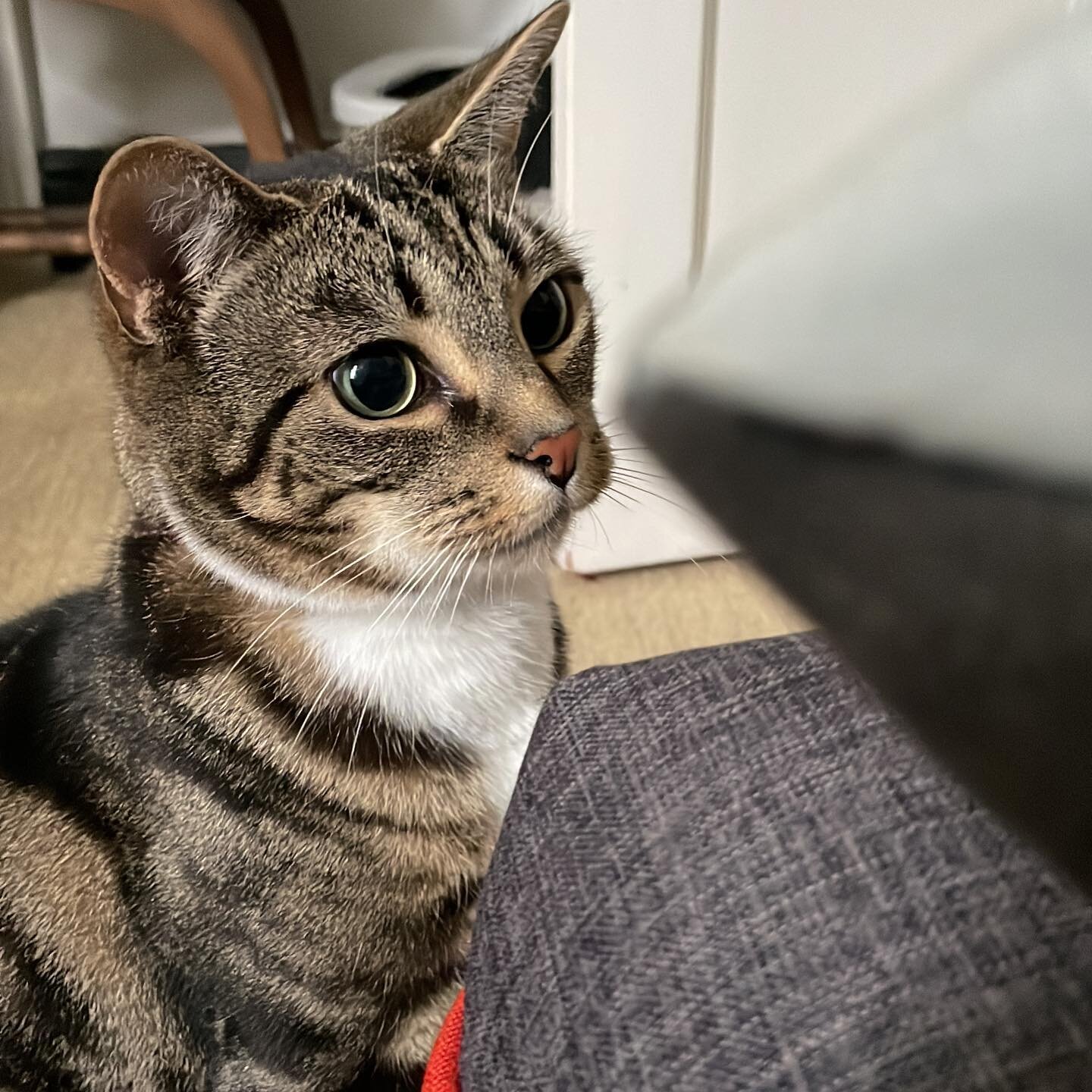 Extreme toy focus 🥰🥰🥰 #londoncatsitter #catsitter #westlondonwhiskers #petservices #london #westlondoncatsitter #catsofinstagram #cats #gatto #instapet #catlovers #tabbycats