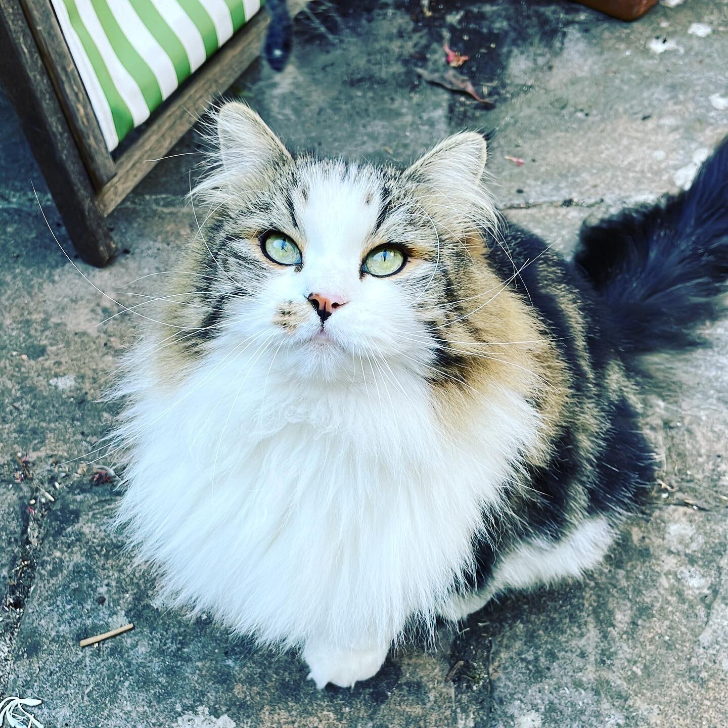 Mabel is such a pretty kitty 🥰🥰#londoncatsitter #catsitter #westlondonwhiskers #petservices #london #westlondoncatsitter #catsofinstagram #cats #gatto #instapet #catlovers
