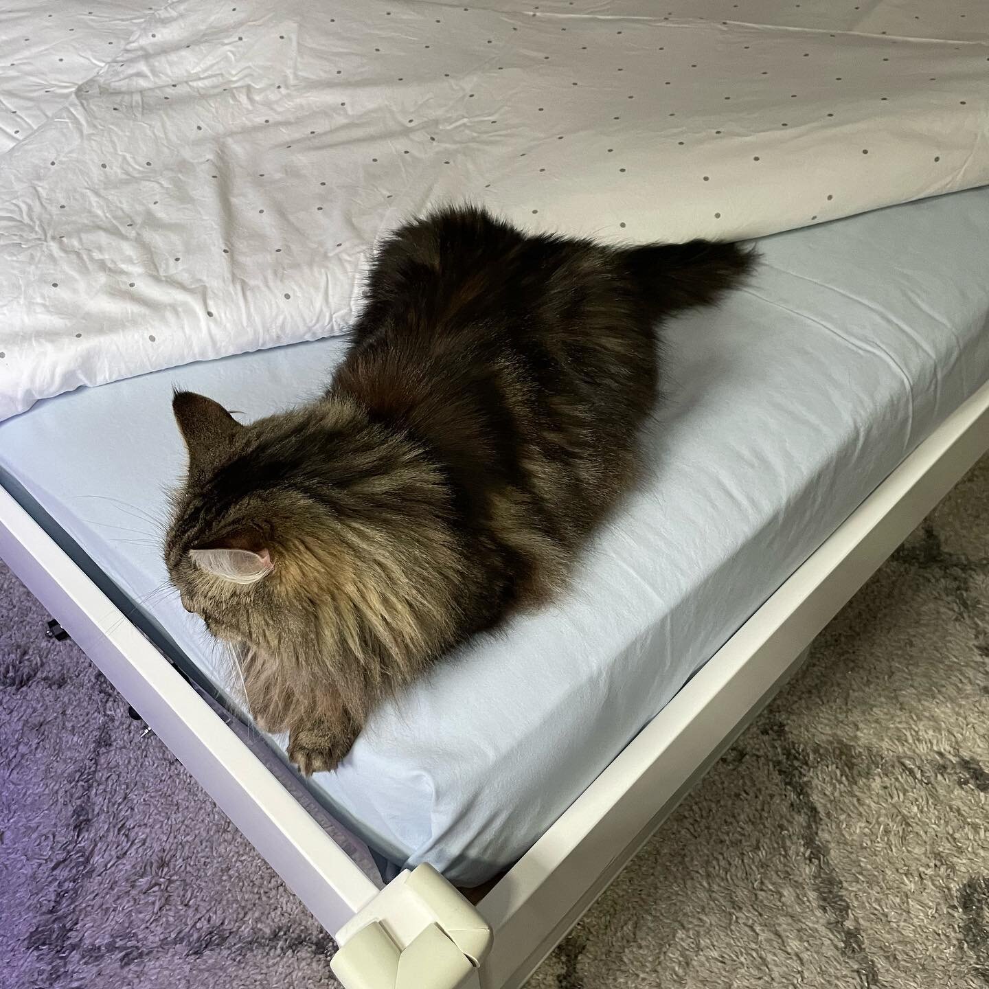 Anyone else have to make their bed like this because their cat has decided to park their floofy butt here? 😹😹😹