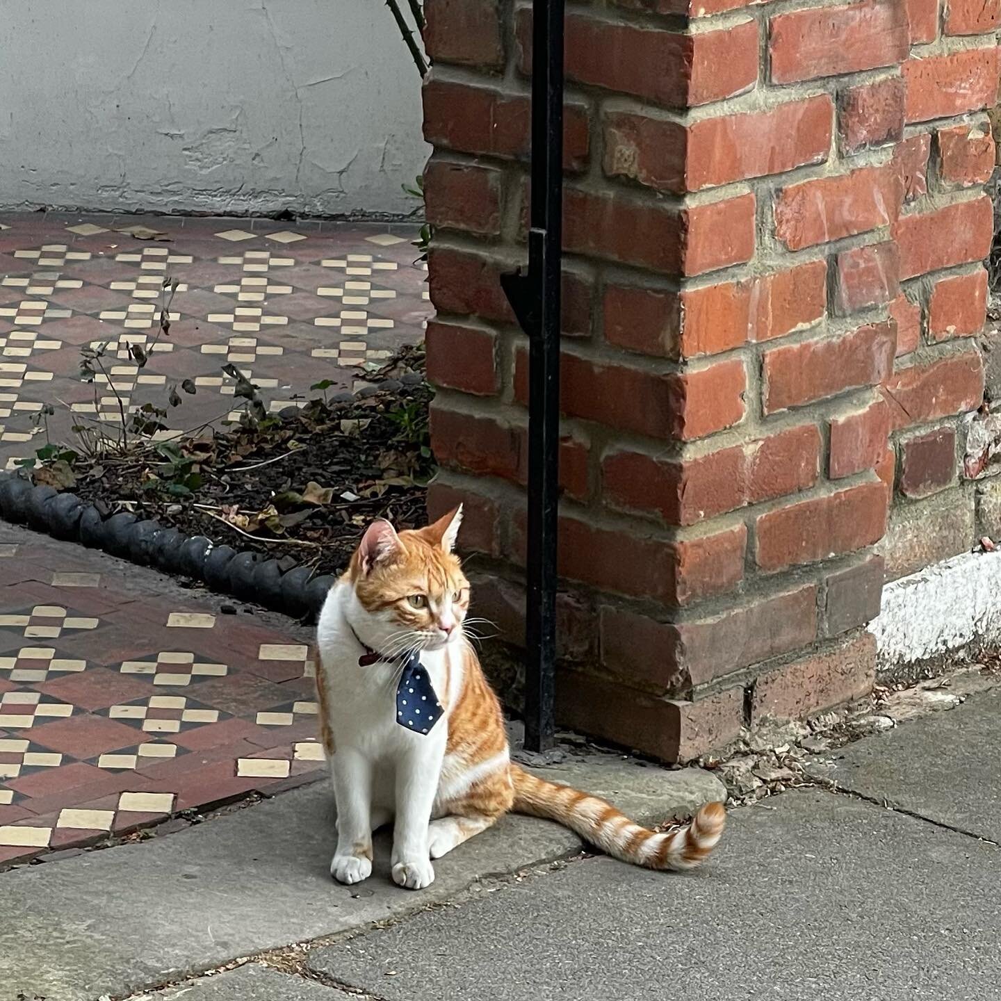 When you spot an extremely dapper &amp; handsome boy while out catsitting 🧡🧡🧡🧡🧡🧡 #londoncatsitter #catsitter #westlondonwhiskers #petservices #london #westlondoncatsitter #catsofinstagram #cats #gatto #instapet #catlovers