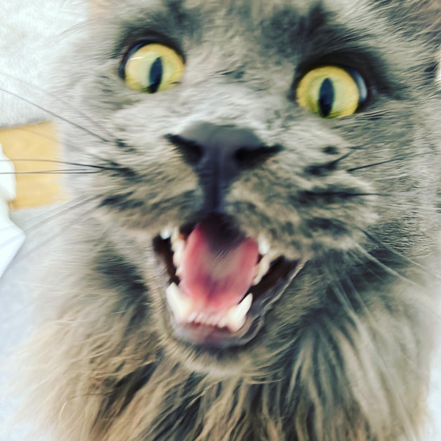 Hugo got himself stuck in a bedroom from breakfast till now, silly boy - he was not amused #londoncatsitter #catsitter #westlondonwhiskers #petservices #london #westlondoncatsitter #catsofinstagram #cats #gatto #instapet #catlovers #mainecoon #mainec