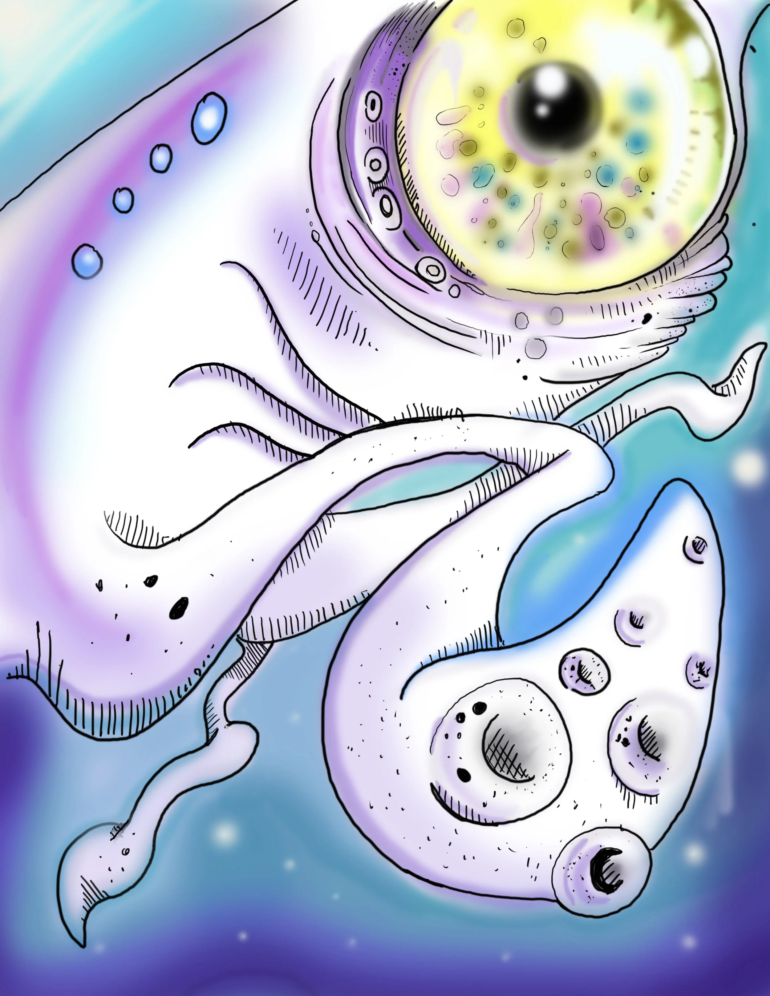 squid.jpg