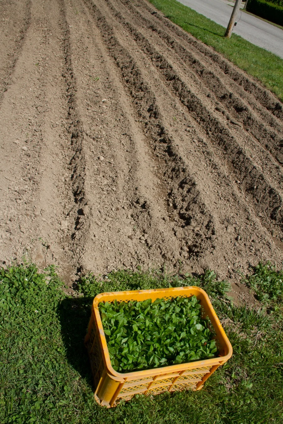 Indigo seedlings ready to be planted