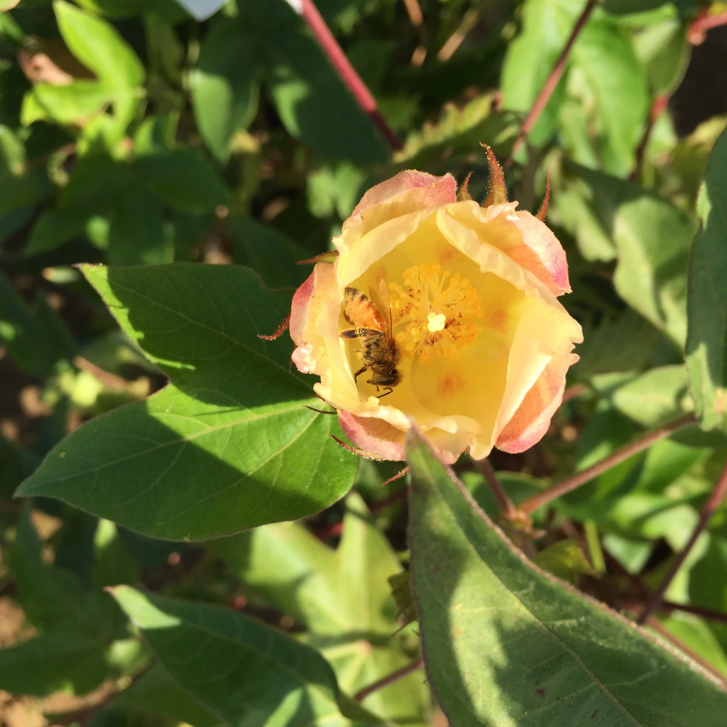 Cotton flower and pollinator