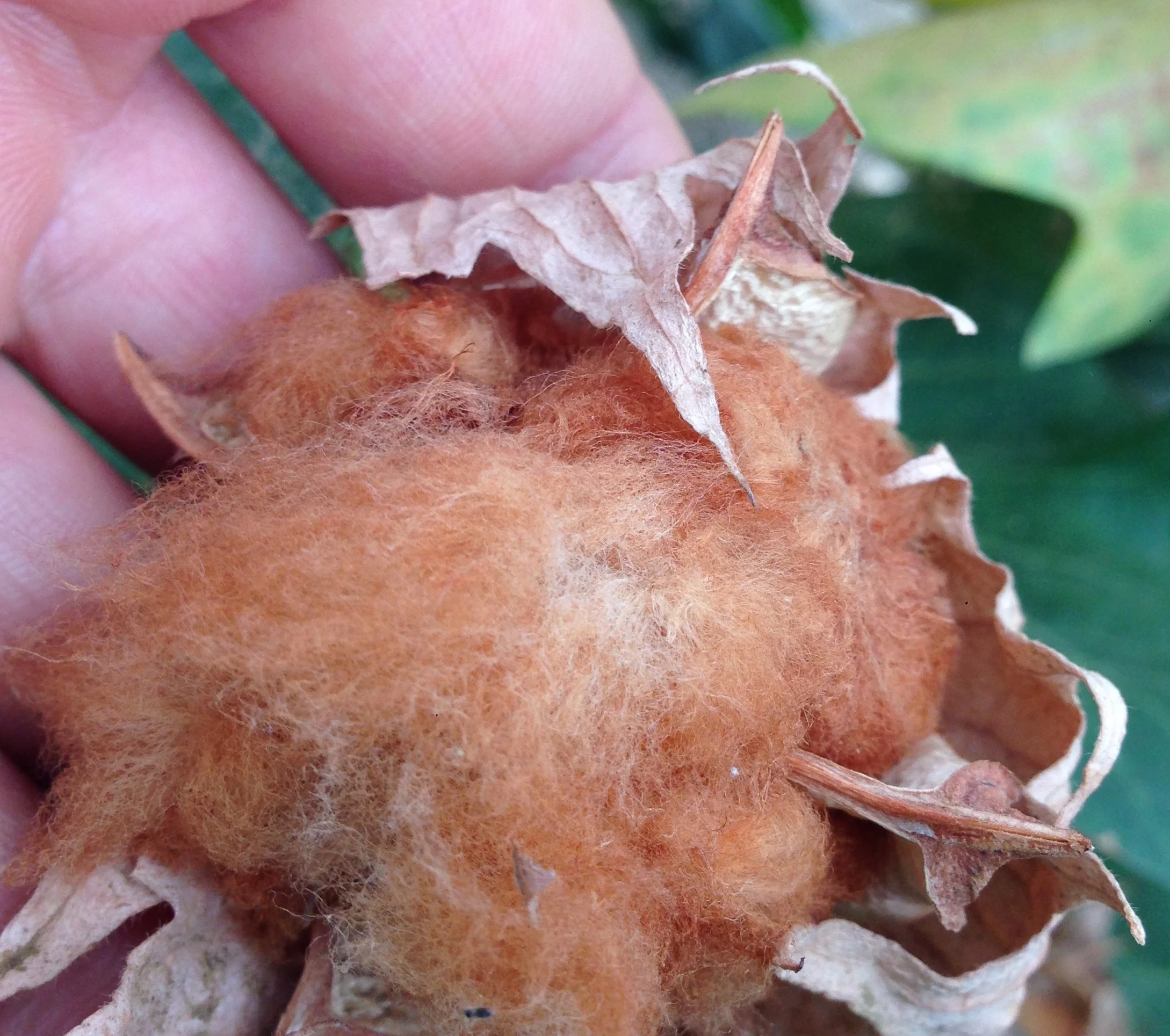 Organic brown cotton fiber