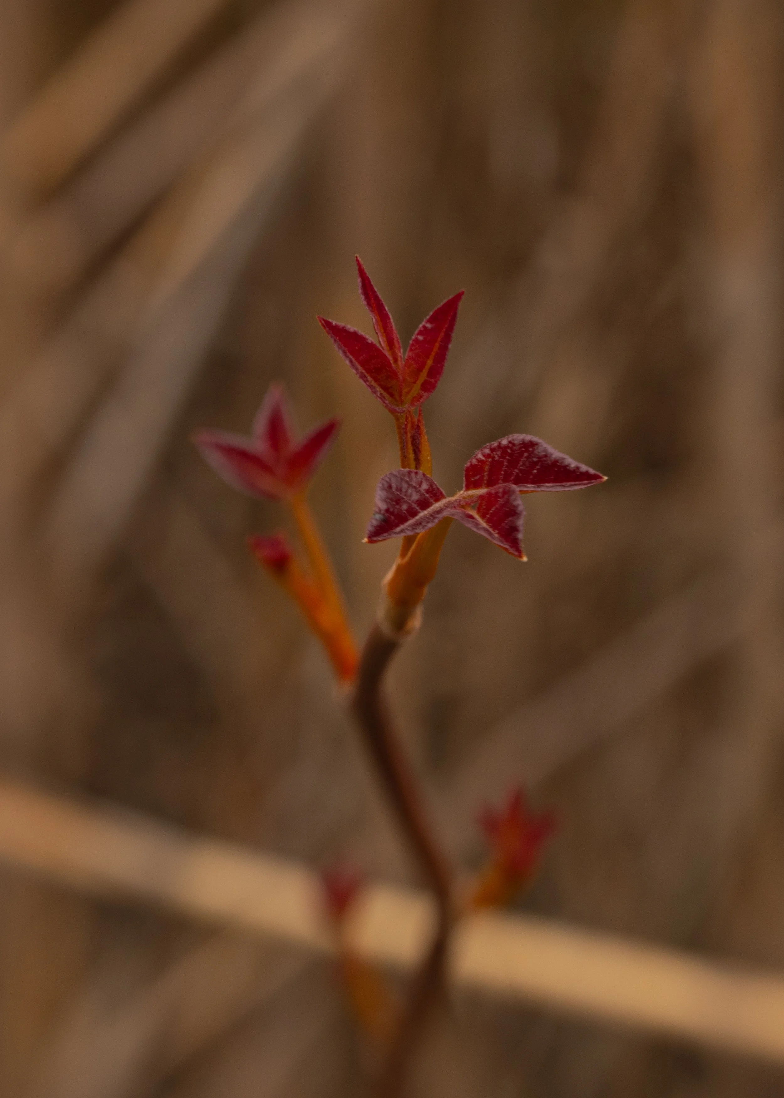 -3A8A6549_web.jpg