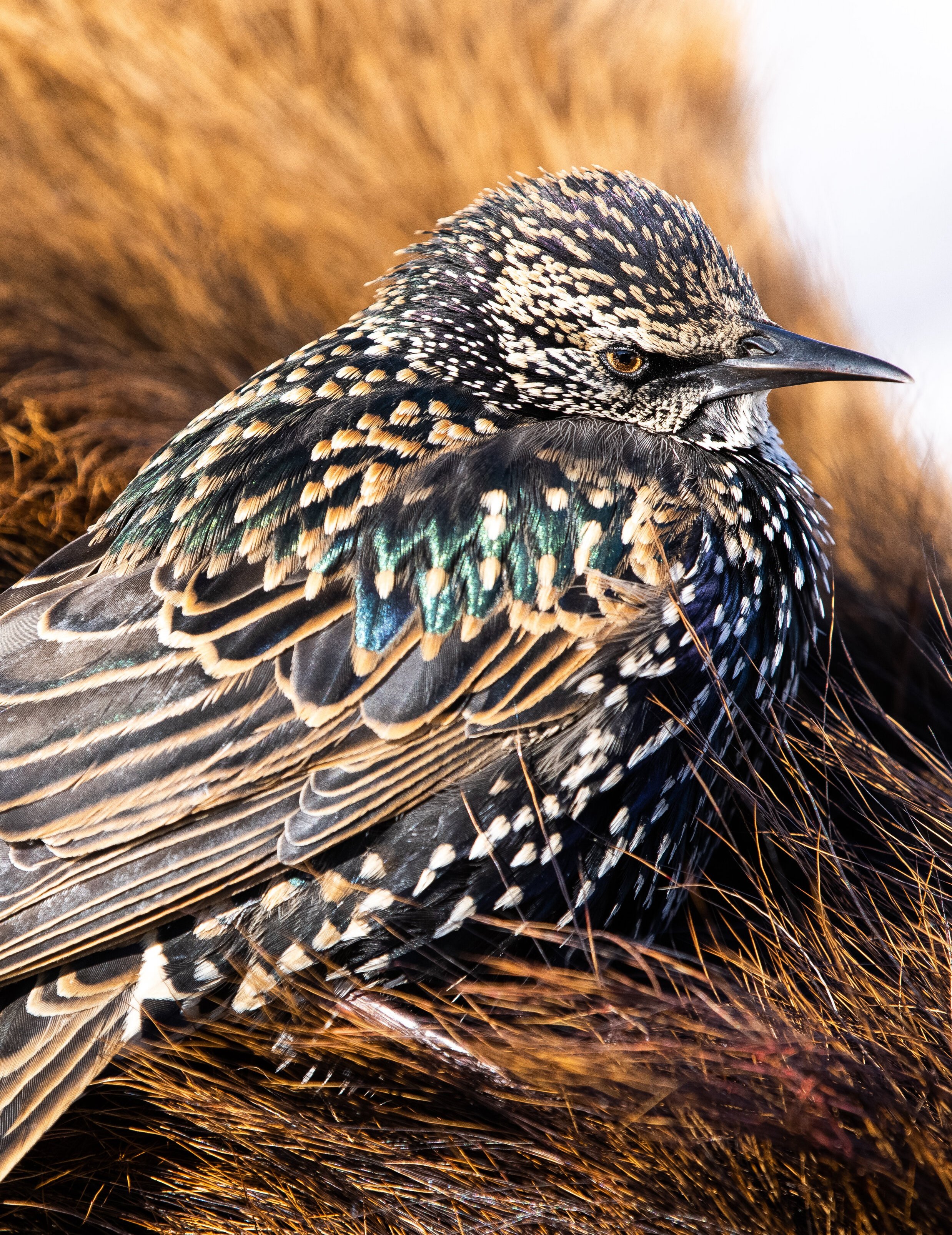 European Starling.JPG
