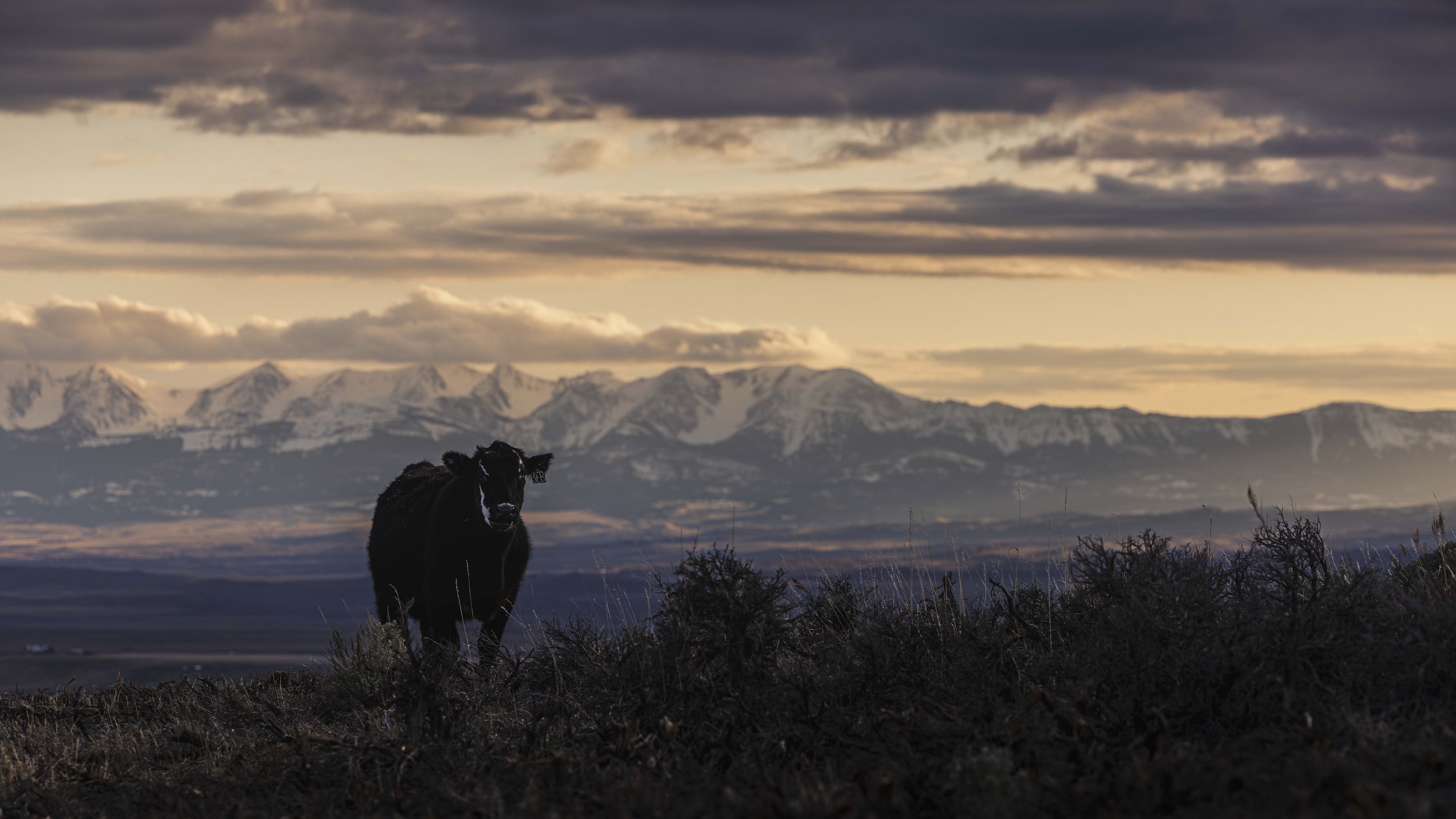 544A9203-Bridger Sunset-Standard.jpg