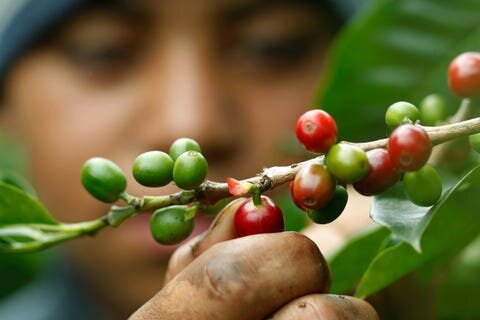 coffee beans .jpeg