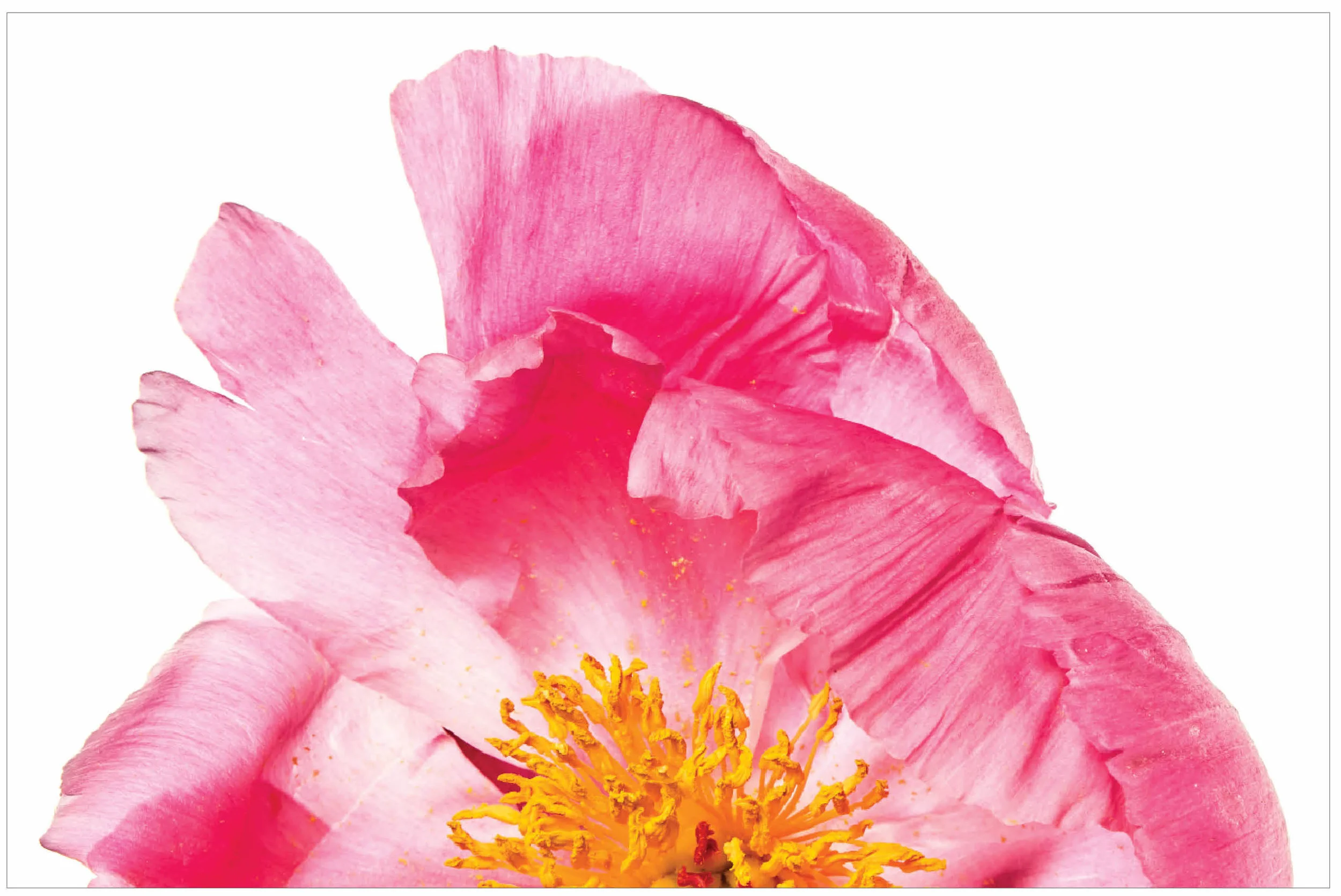 58 Flora.jpg