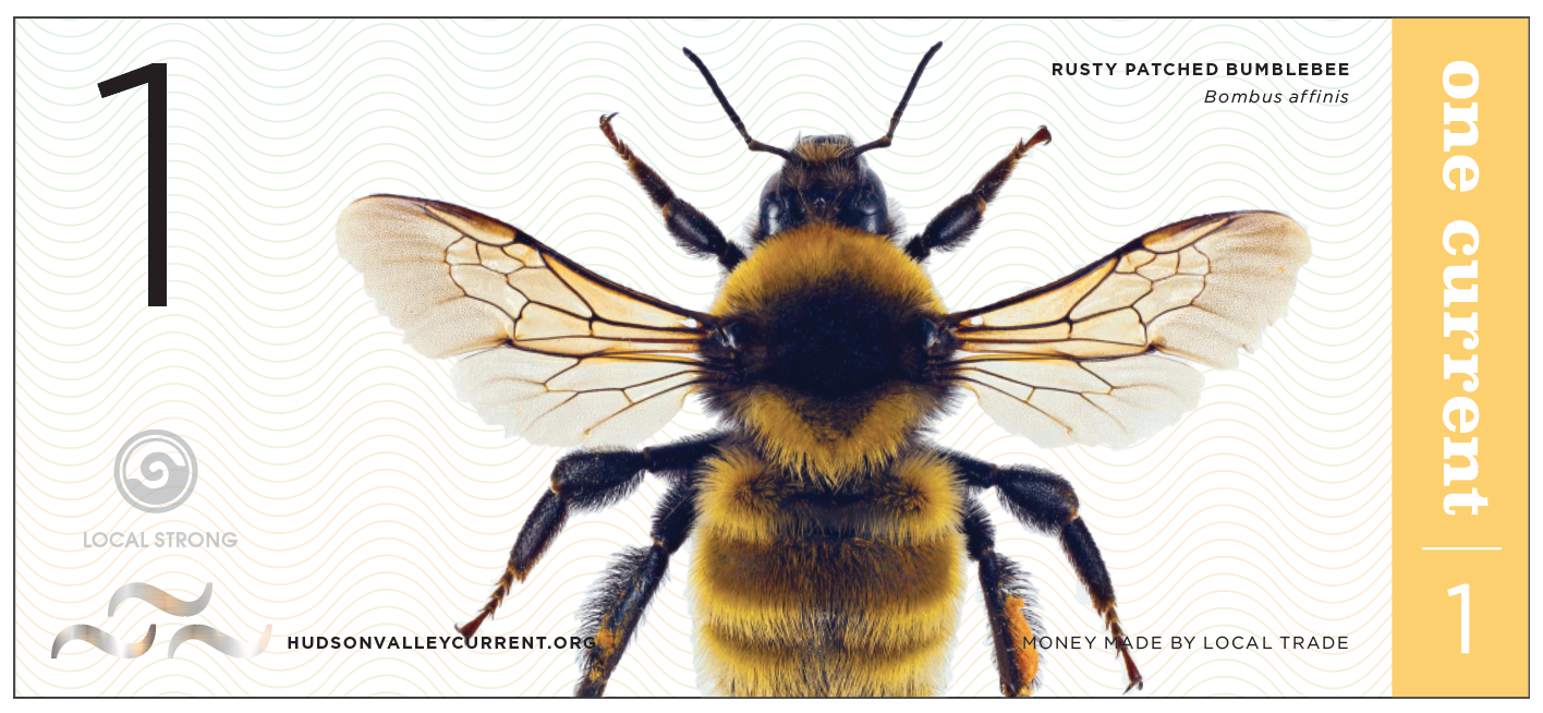 Hudson Valley Current Local Currency Money Design Monetary Bill Design Dollar Bill Carla Rozman Graphic Design Bumblebee Lizard Trout Fishing Hudson River Local Strong Melissa Hewitt.png
