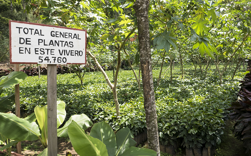 The beginning of the coffee tree at El Quetzal - Bendaña McEwan Estate in Matagalpa.
