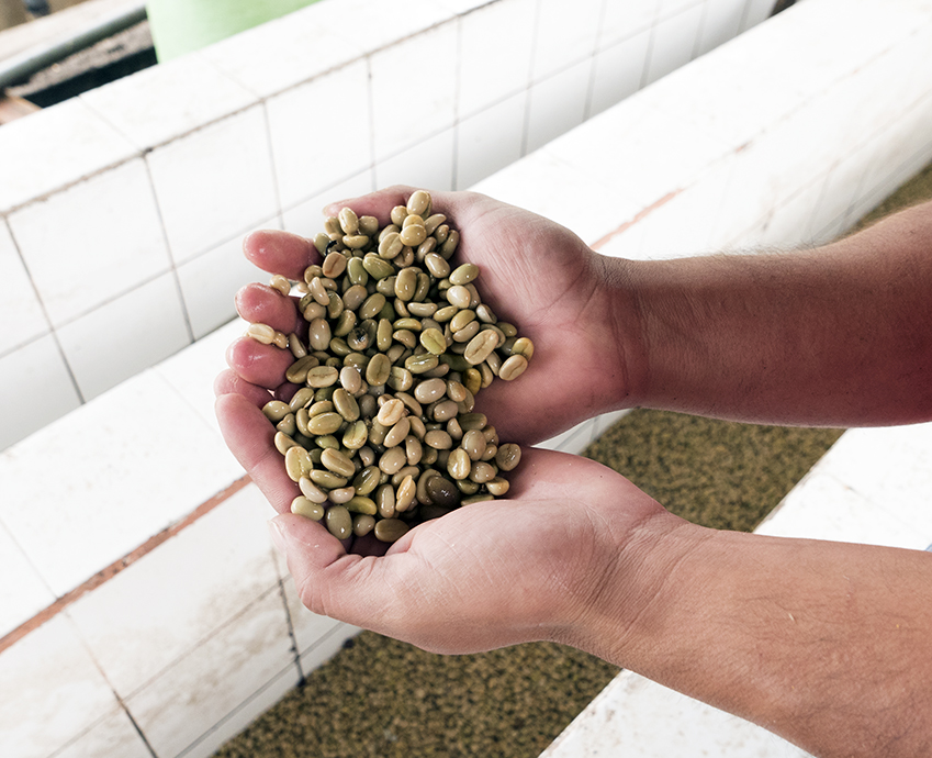 Coffee going through the washing process at a small Beneficio outside Jinotega.