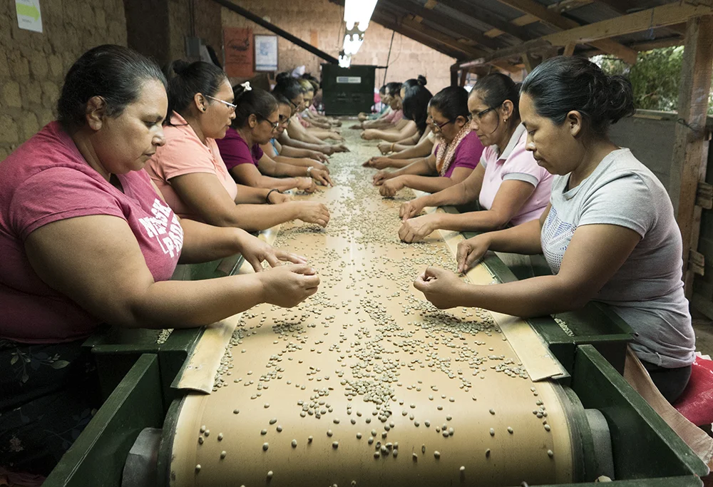 Workers look for coffee bean defects at the Lovo's mill