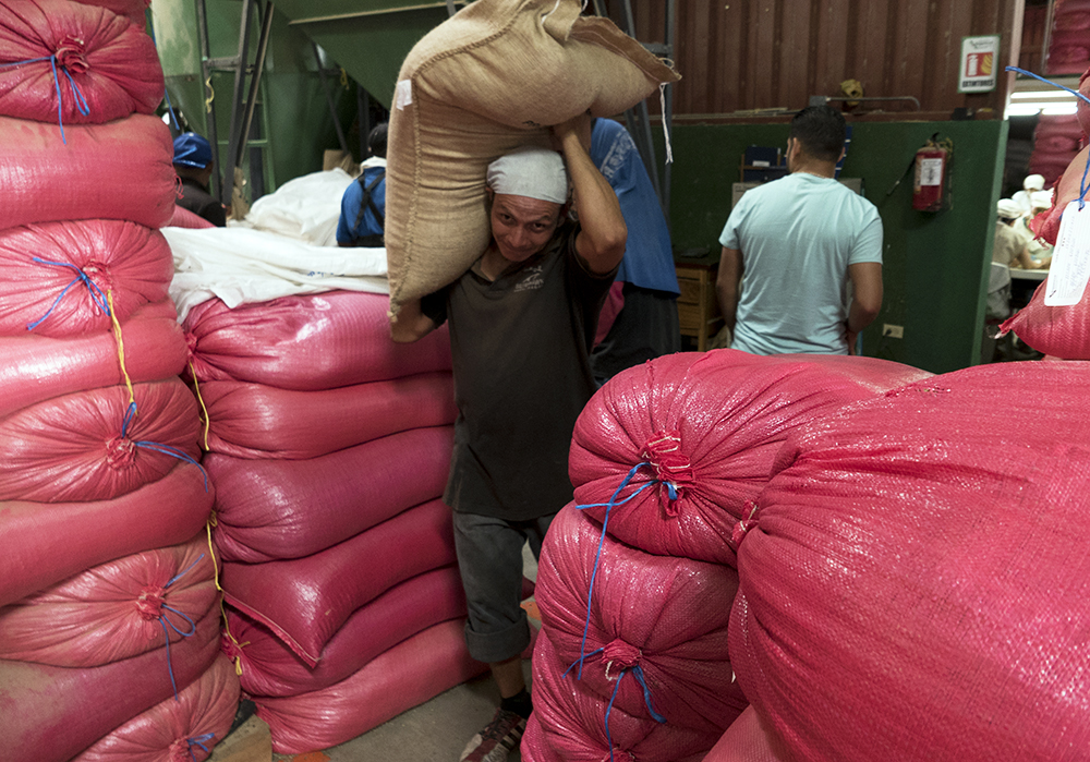 A worker carries a bag of coffee ready for shipment at a co-operative in Jinotega. 